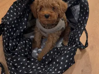 Cavapoo hvalp F2B - 4