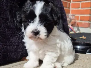 Hundehvalp, Marta, boomer / bichon havanais