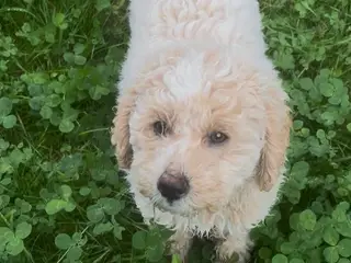 Maltipoo hvalp han
