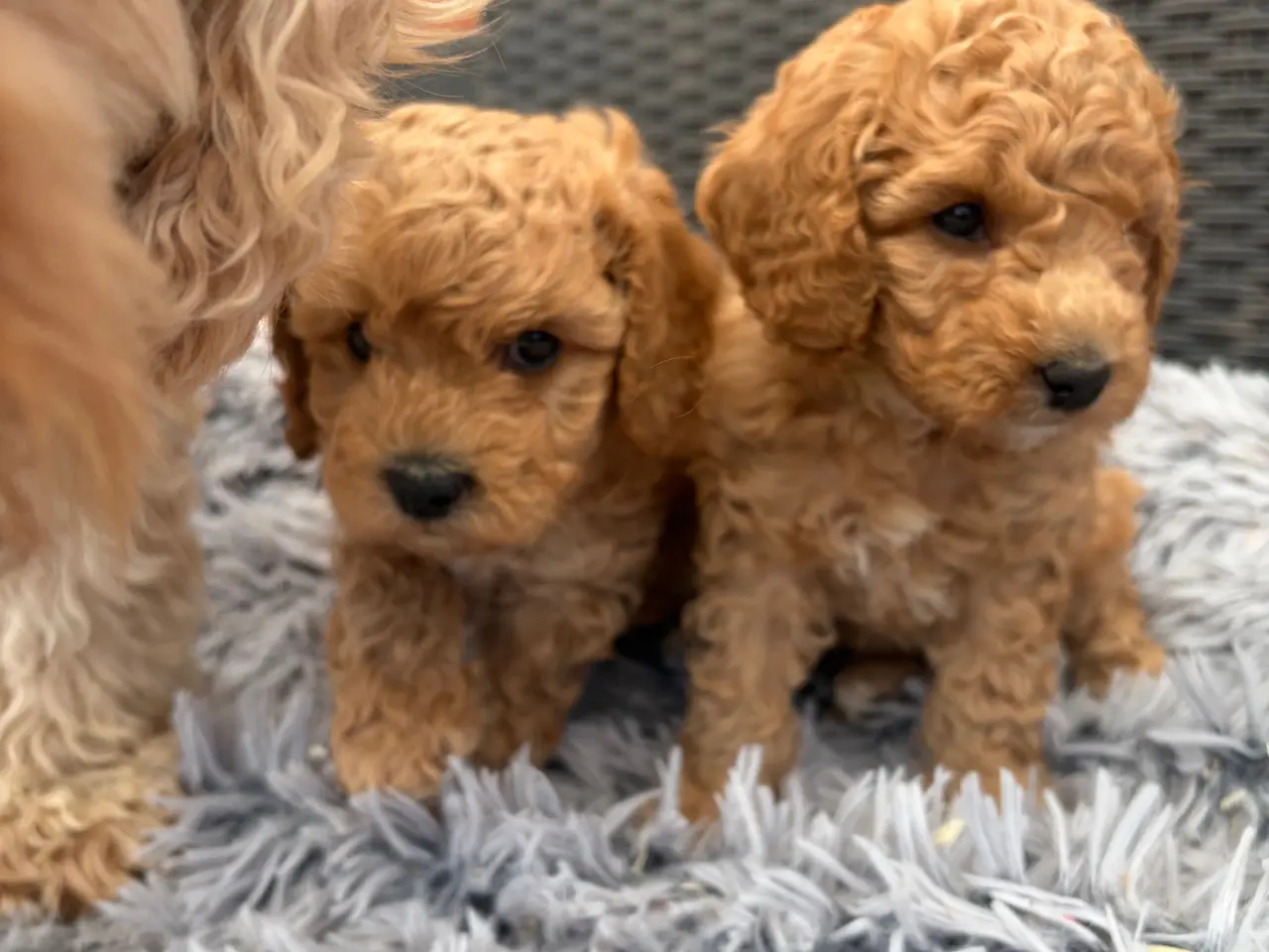 Billede 4 - 2 smukke Cavapoo drenge