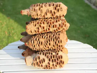 Banksiakogler
