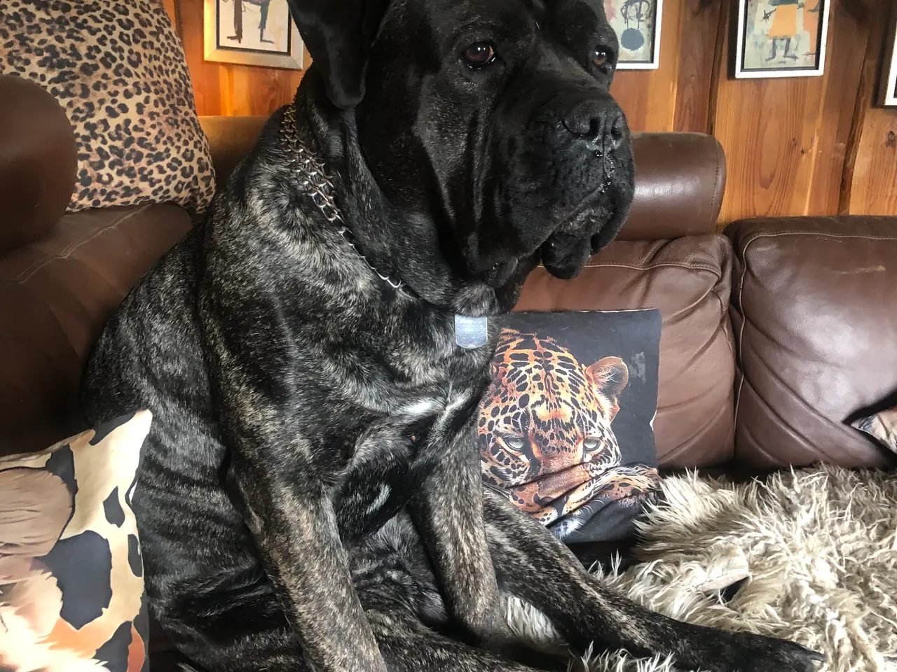 Billede 6 - Go hjem for din hund i ferien.