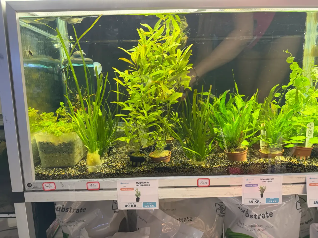 Billede 15 - Super flotte akvarieplanter fra 10kr.