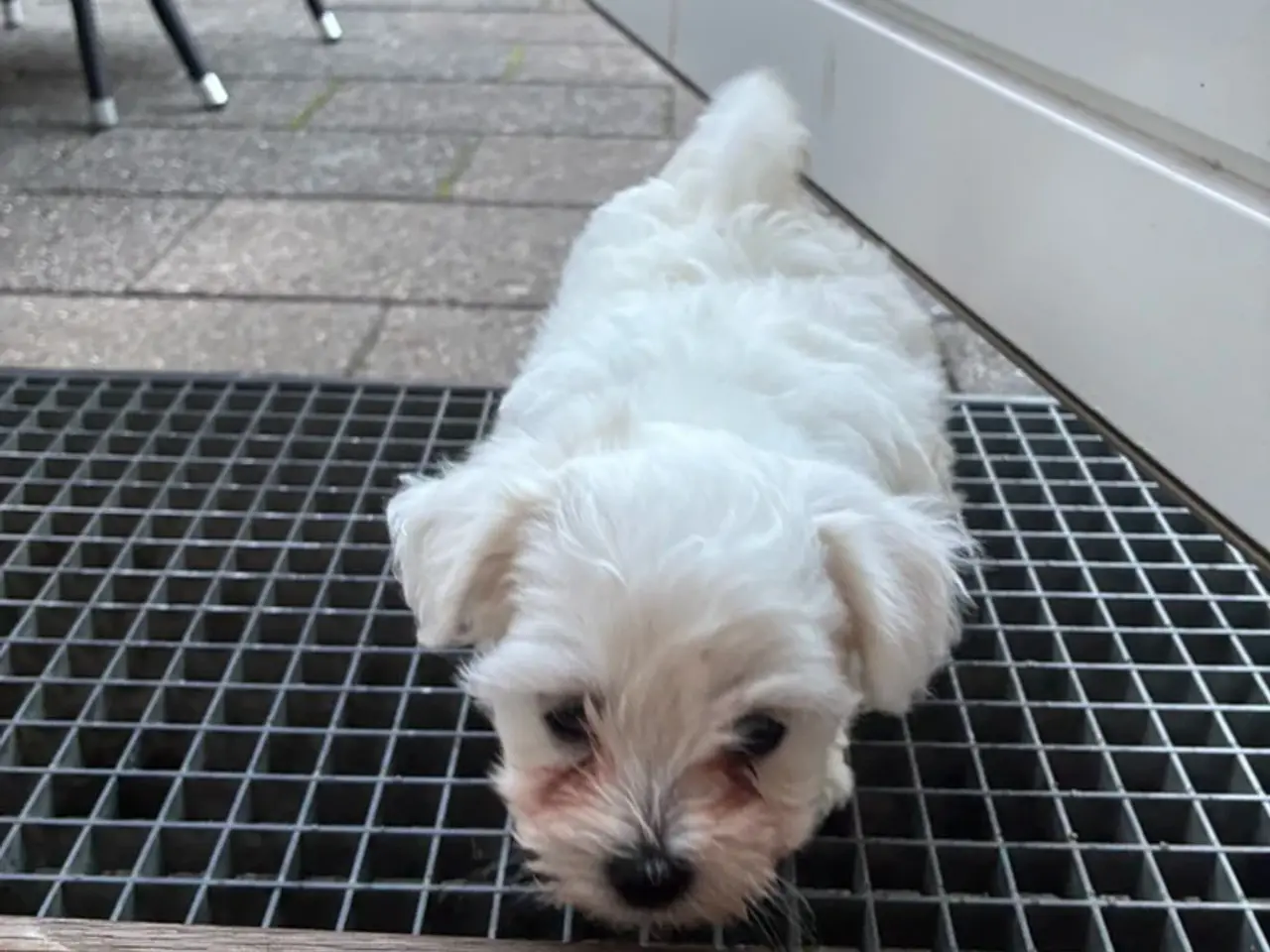 Billede 7 - 🐶💕 2 SKØNNE BICHON FRISÉ PIGEHVALPE