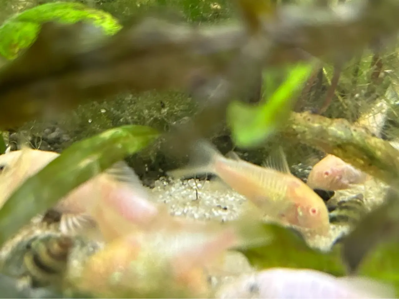 Billede 1 - 🐟⚪️ Albino pansermaller – 3-4 cm Premium | Viby J