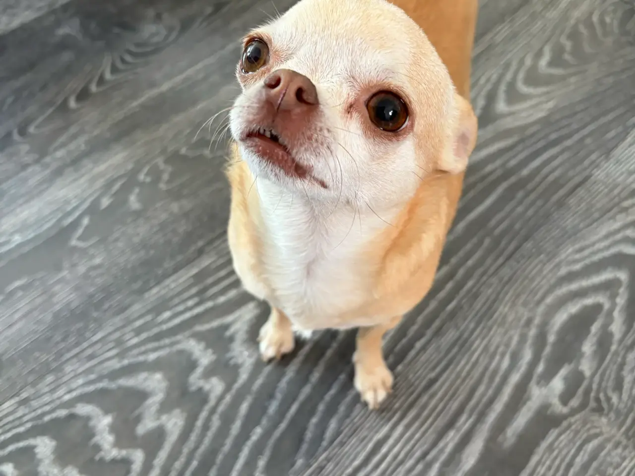 Billede 4 - Smuk korthåret chihuahua tæve