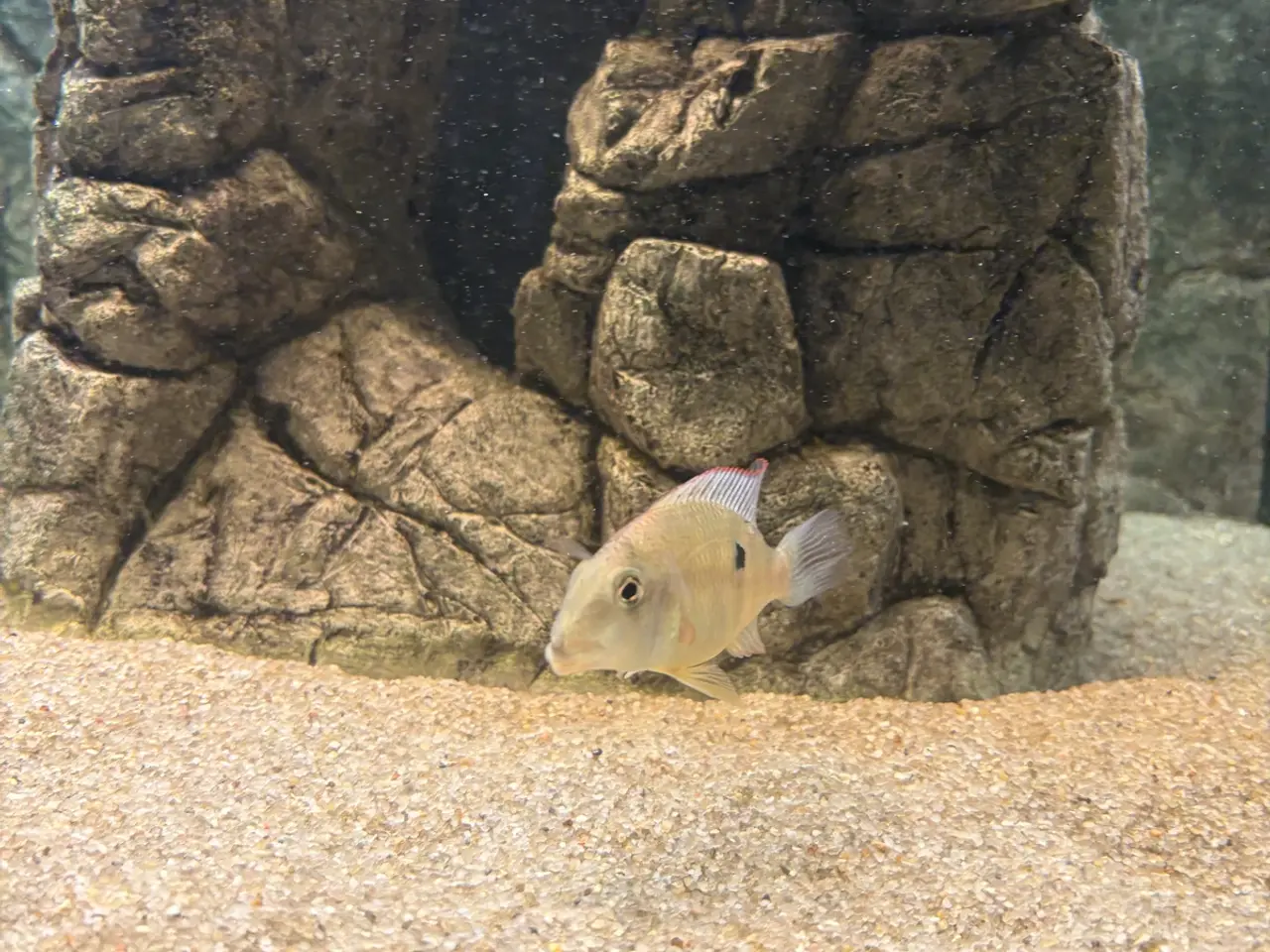 Billede 3 - Geophagus Pellegrini 3. Stk.