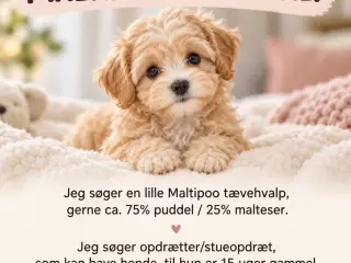 Søger Maltipoo tæve fra tålmodigt privat-/stueopdr