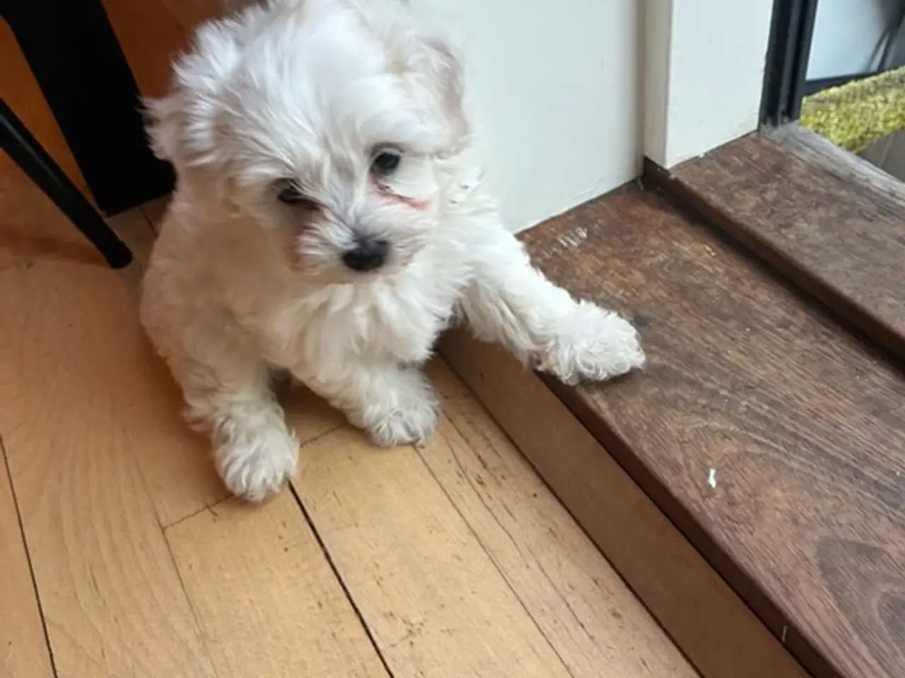 Billede 9 - 🐶💕 2 SKØNNE BICHON FRISÉ PIGEHVALPE