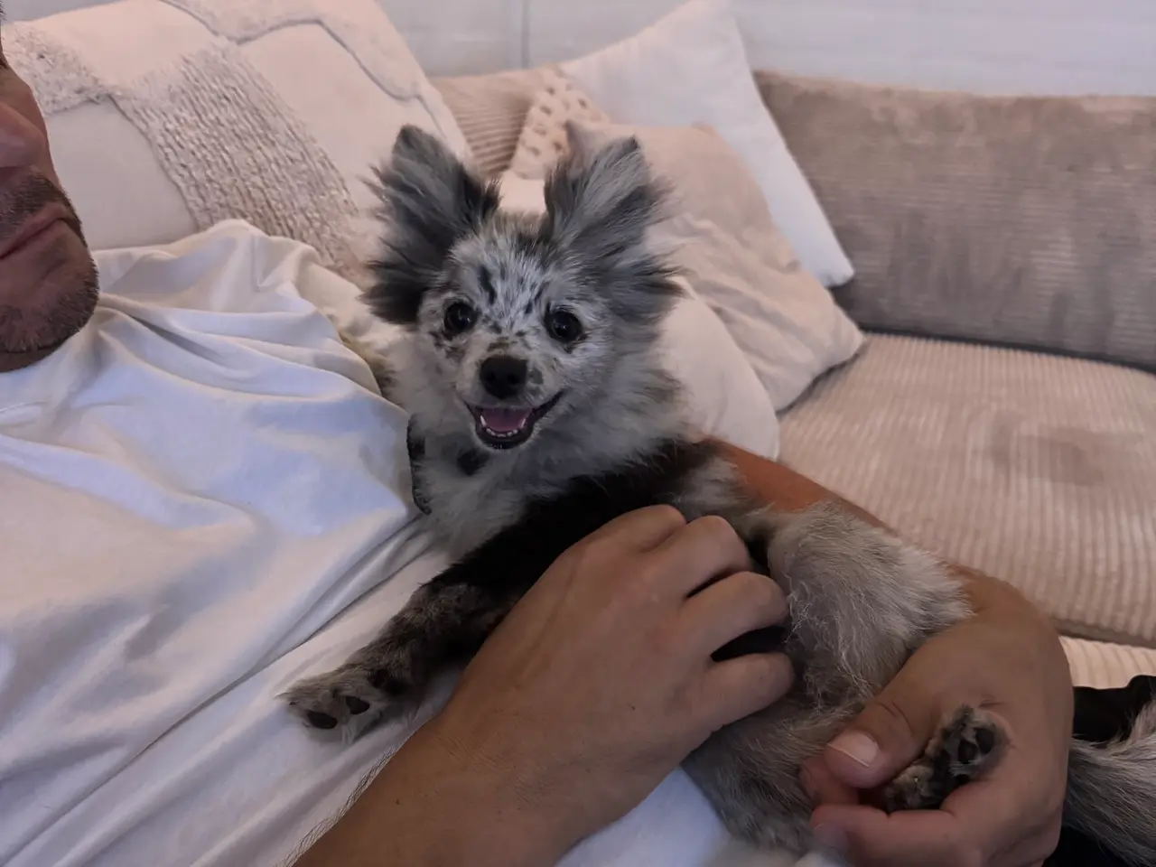 Billede 2 - Pomchi pige