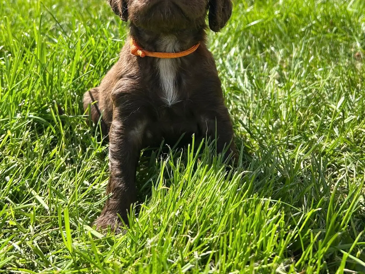 Billede 7 - FT Cocker Spaniel hvalpe