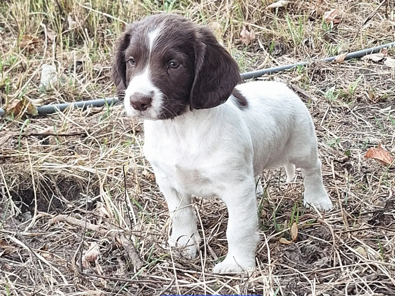 Billede 4 - Engelsk Springer Spaniel hvalpe sælges