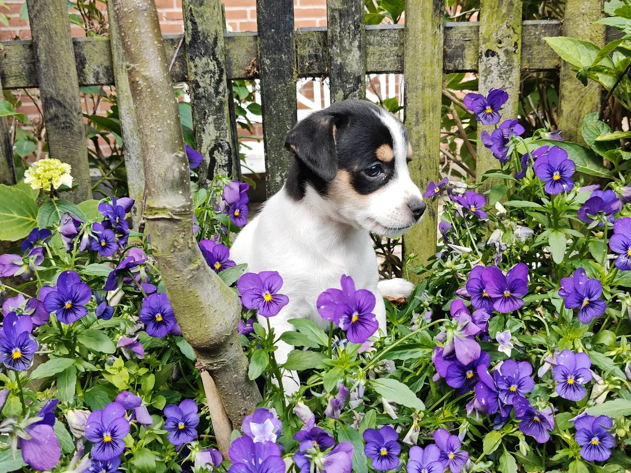 Billede 9 - Baby Rottehund