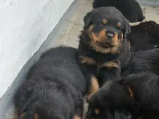 Store og sund Rottweiler hvalpe søger nyt hjem 