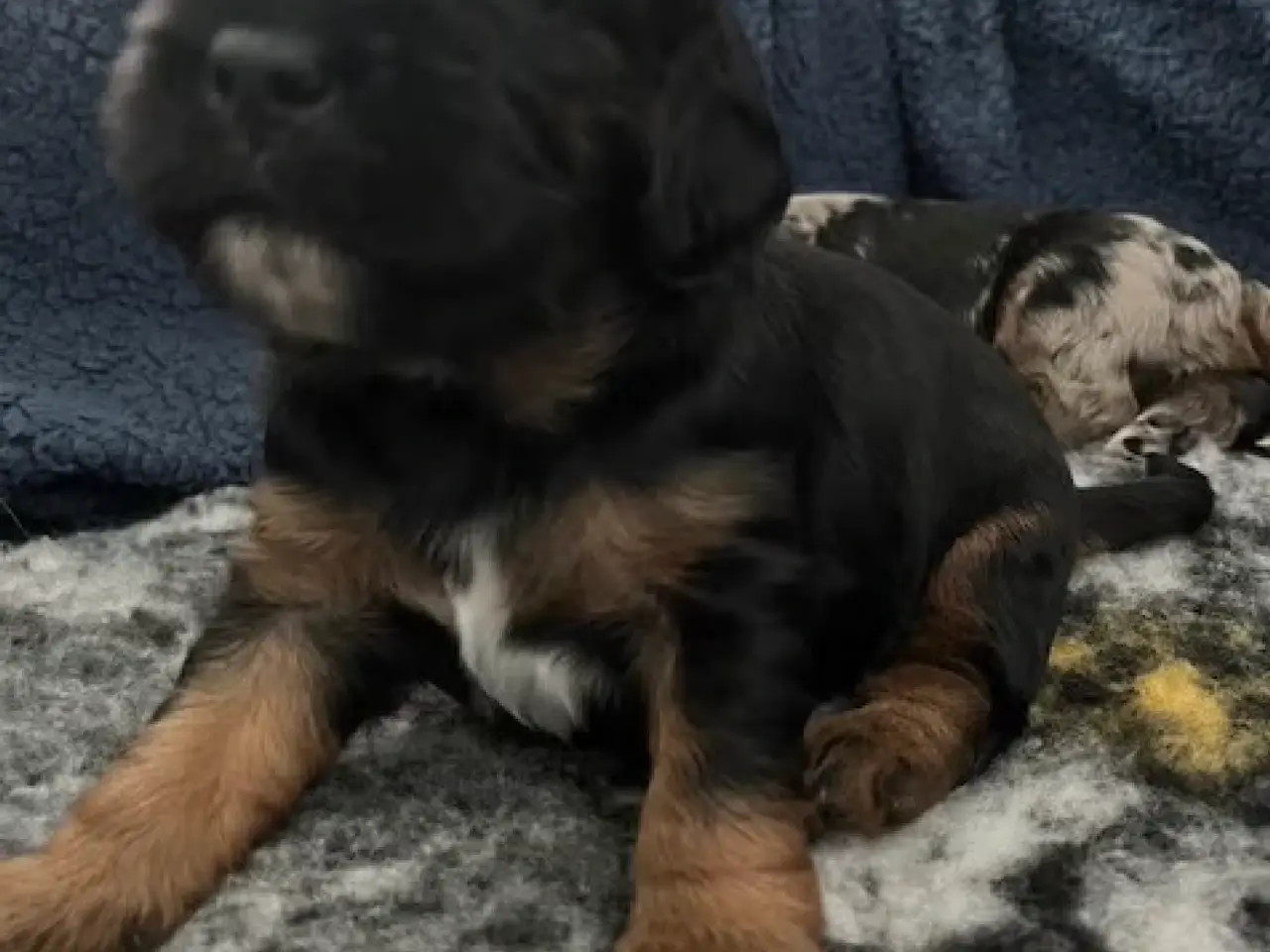 Billede 8 - Cockalier hvalpe med Aussie twist
