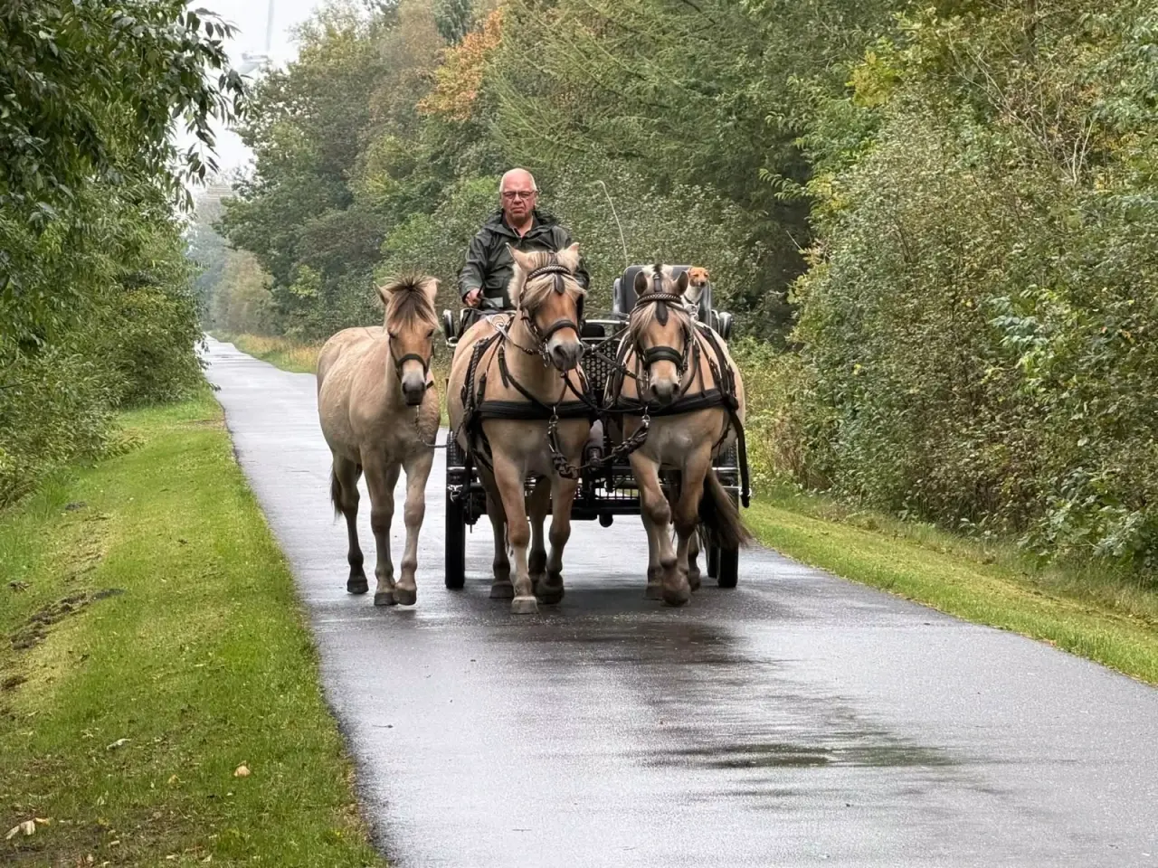 Billede 1 - Køreheste / ride fjordheste