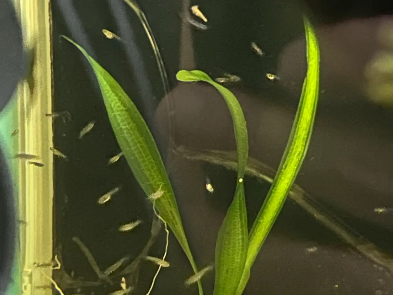 Billede 3 - 💙🐟 Blue Moscow Guppy Unger – Afhentning Viby J