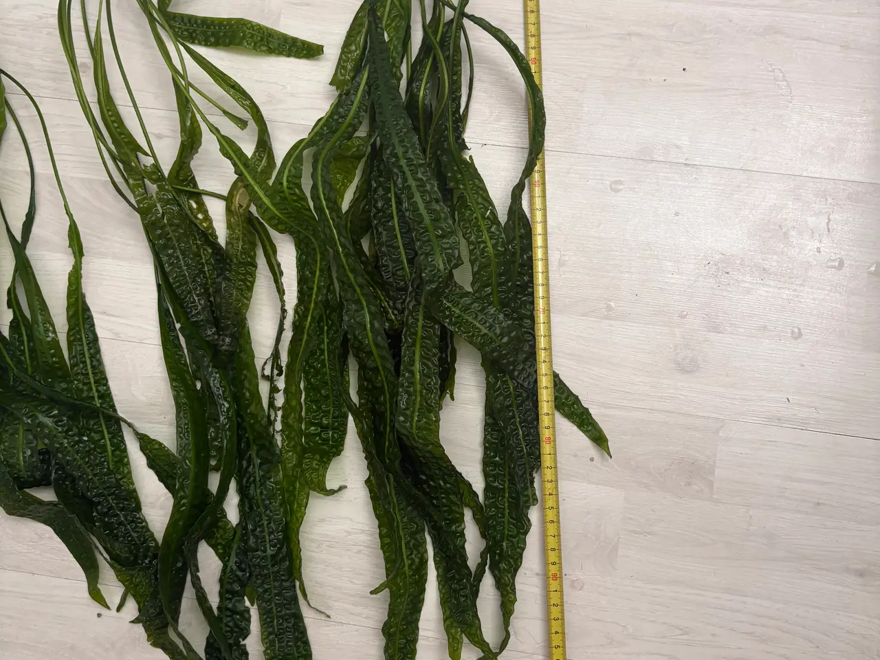 Billede 4 - Hammerslået akvarie planter sælges 