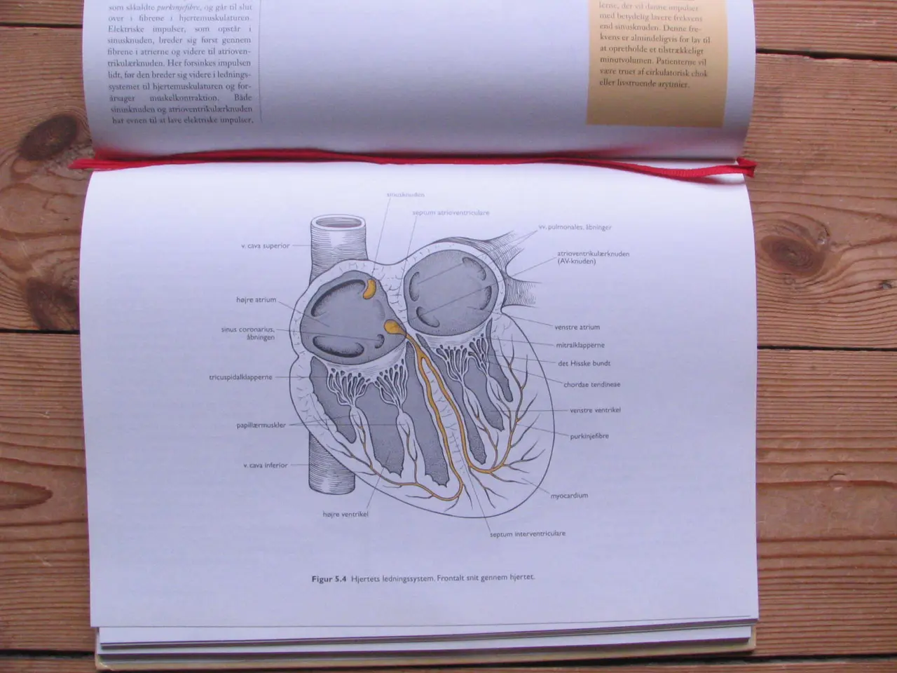 Billede 3 - Anatomisk Atlas