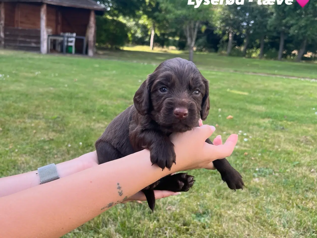 Billede 10 - 🐾 8 skønne hvalpe søger deres nye hjem 🐾