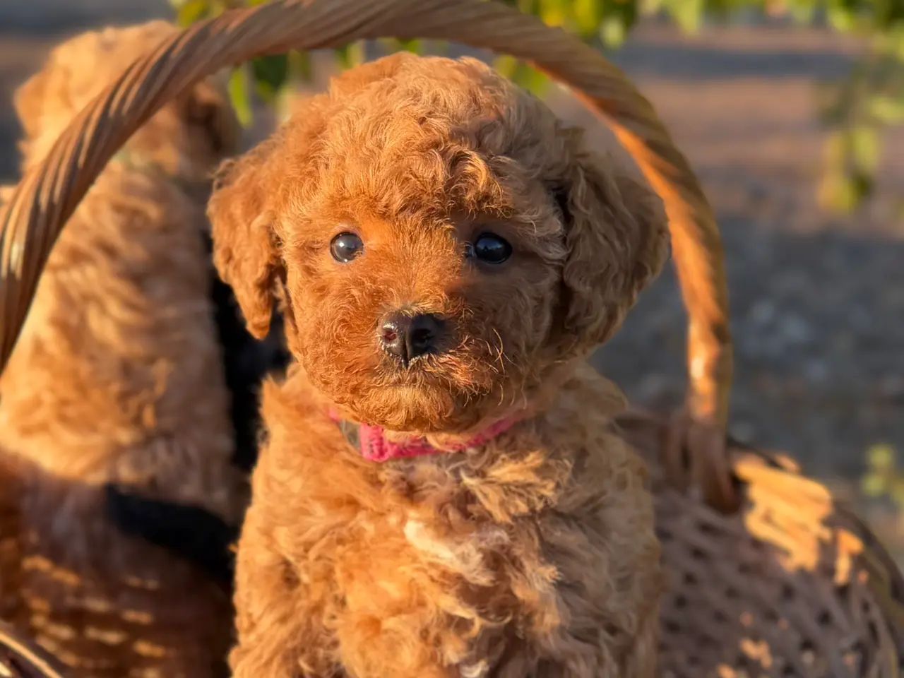 Billede 7 - Maltipoo