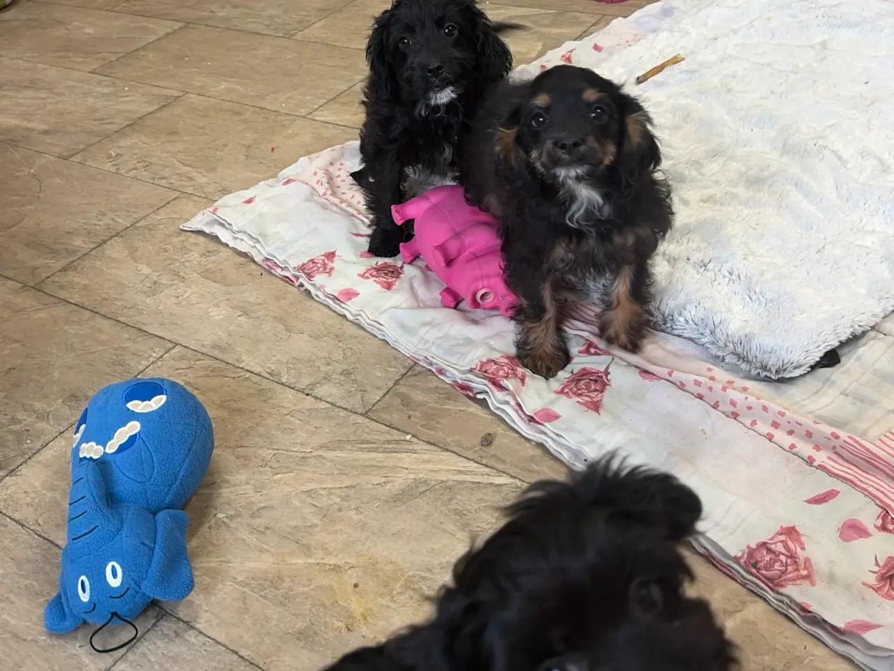 Billede 11 - Små virkelig fine mini Cavapoo babyer