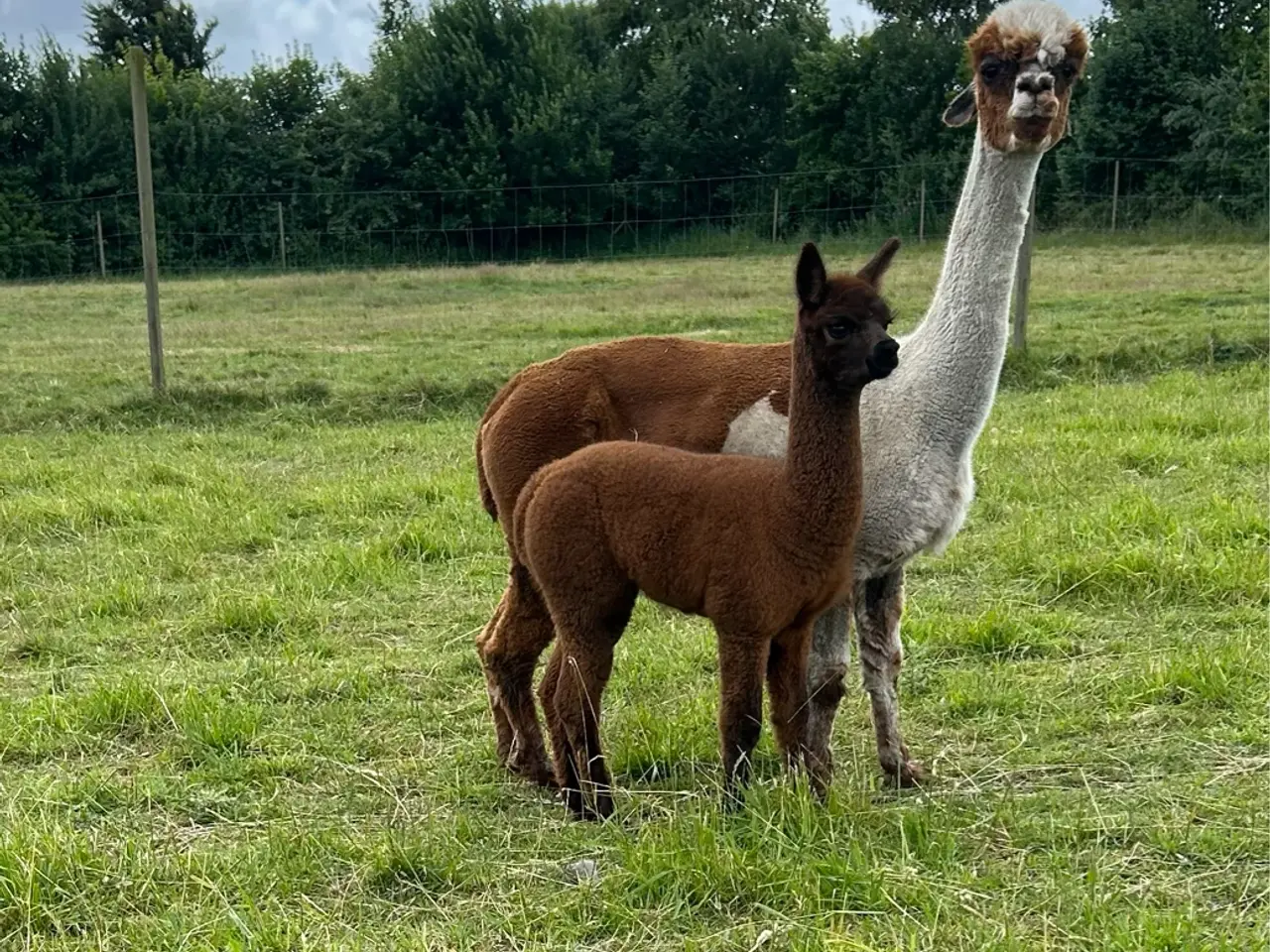 Billede 2 - Alpaca hingste føl