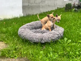 CHIHUAHUA