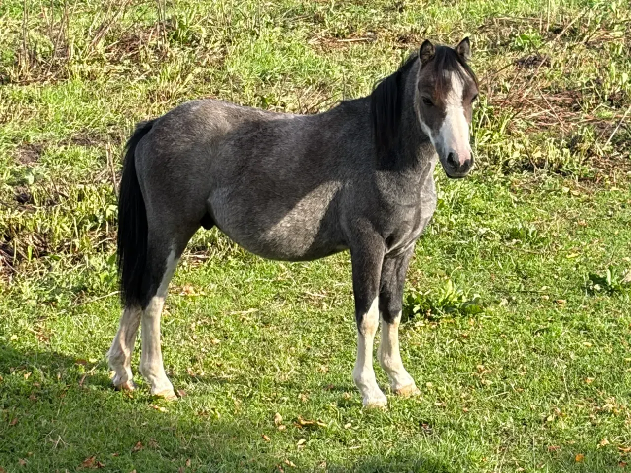 Billede 2 - Welsh vallak