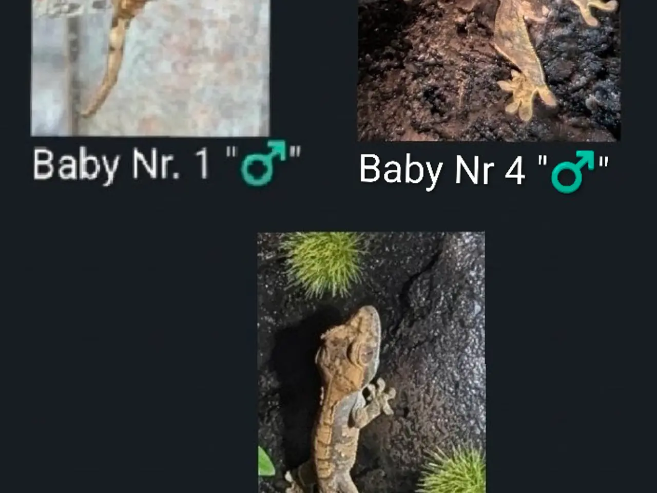 Billede 2 - 3 Kronegekko babyer sælges
