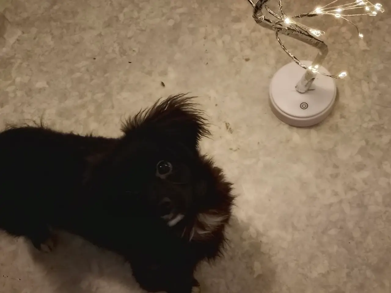 Billede 4 - Den skønneste Pomeranian-blandingshvalp