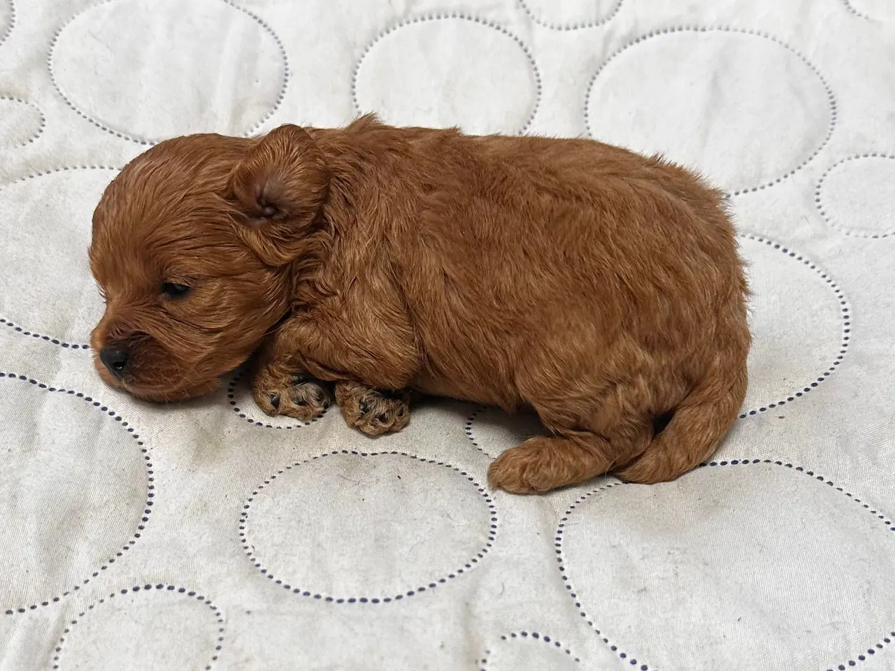Billede 8 - Cavapoo