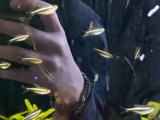 🐟🖤 Sorte neonfisk – flotte stimefisk