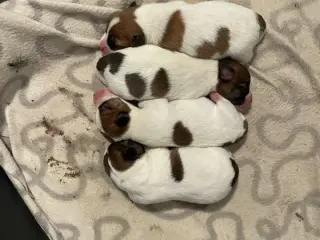 Jack Russell Hvalp - Glathåret - DKK stamtavle - 5