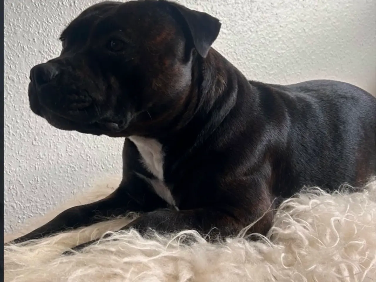 Billede 12 - Engelsk Staffordshire Bull terrier 