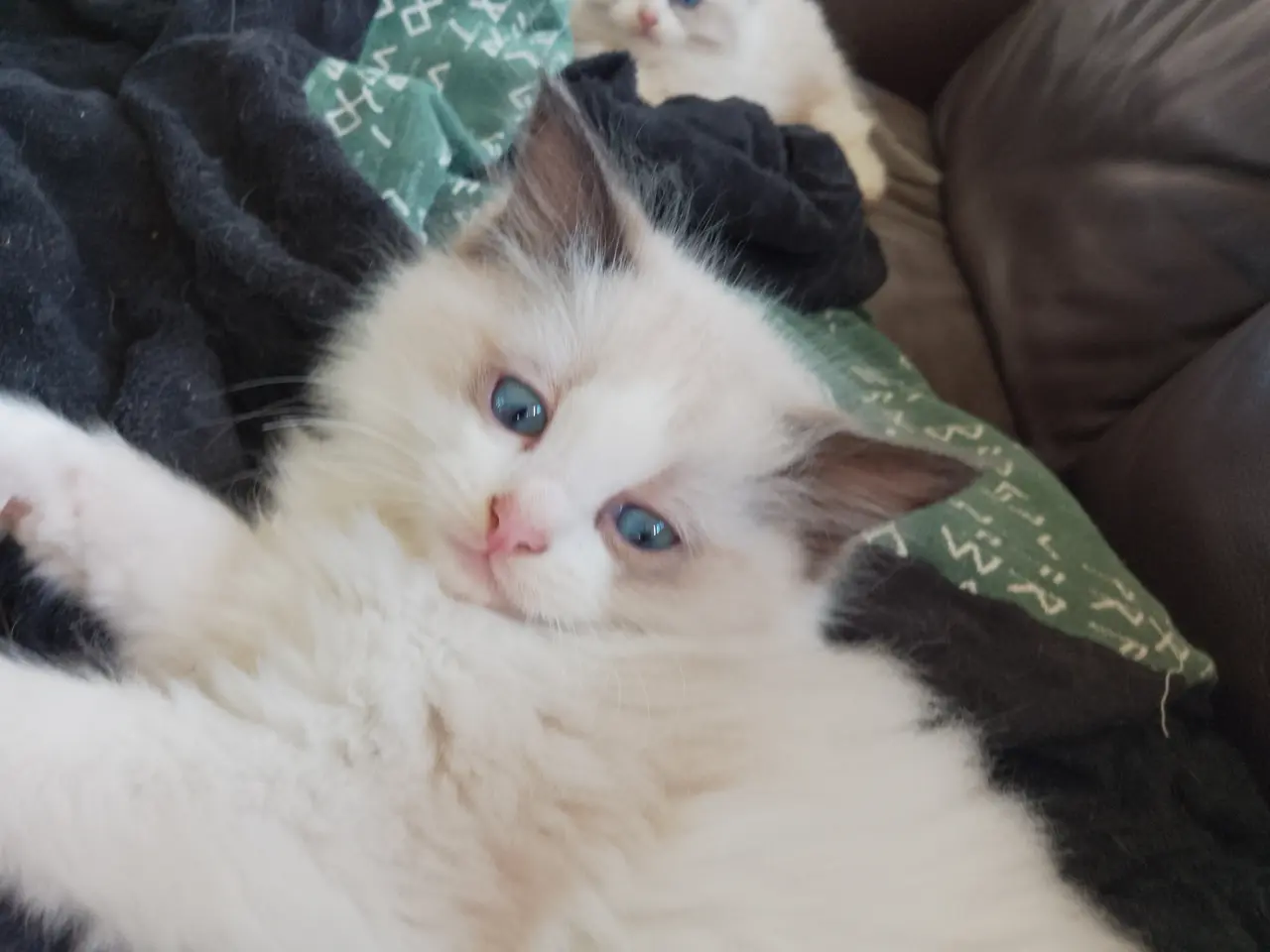 Billede 5 - Ragdoll hun killing