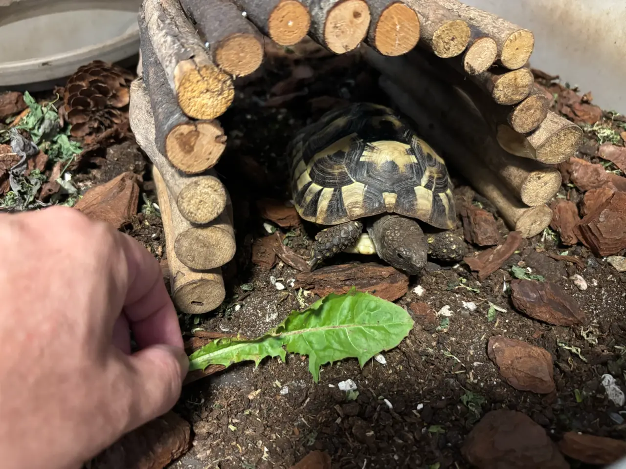 Billede 7 - Græsk landskildpadde