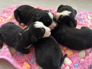 Berner Sennen hvalpe