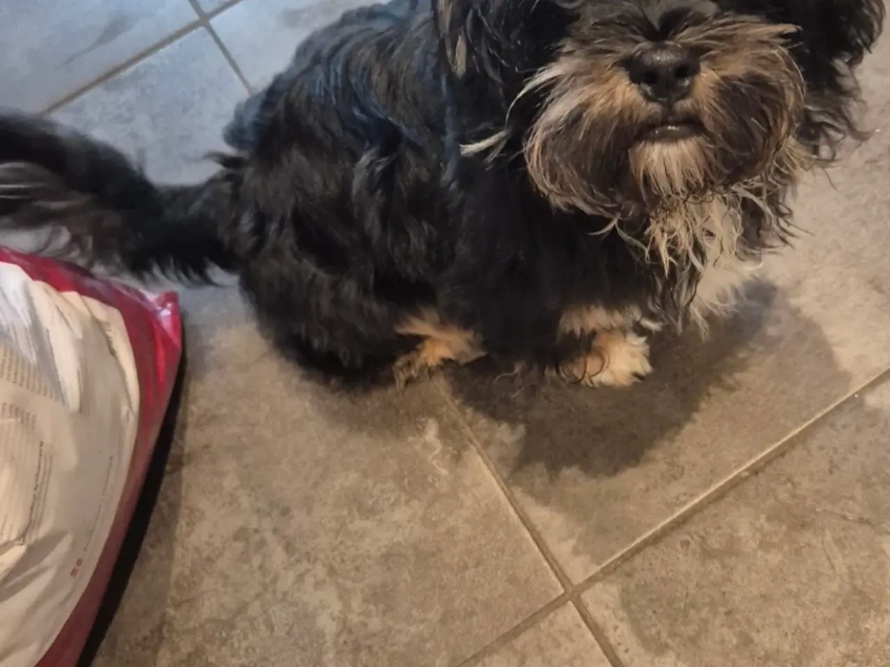 Billede 7 - Shih Tzu/ bichon havanais