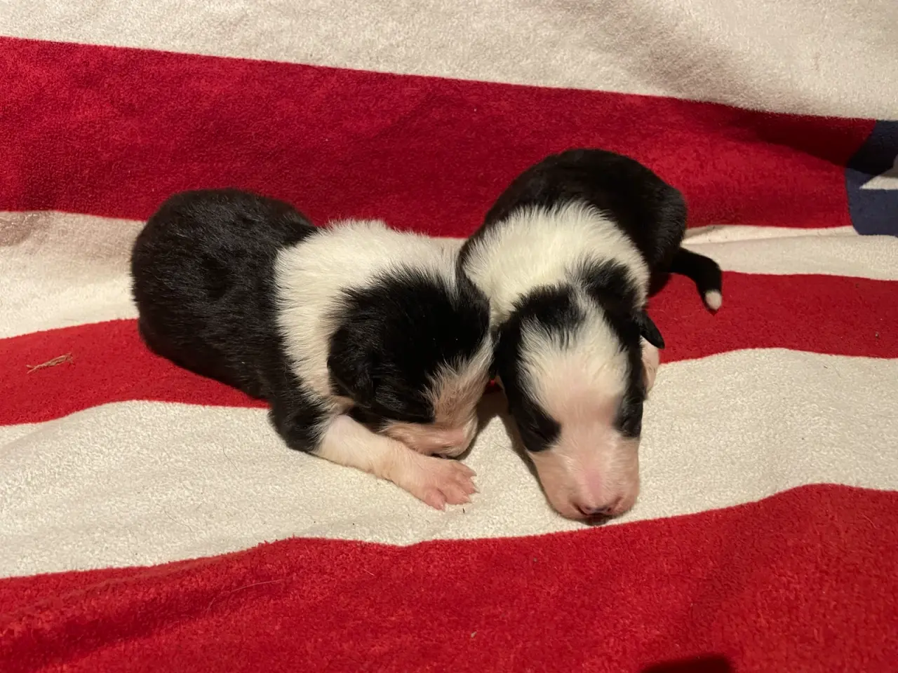 Billede 2 - Border collie valpar
