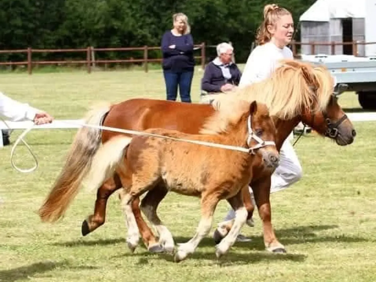 Billede 9 - Sødeste shetlandspony hingst sælges