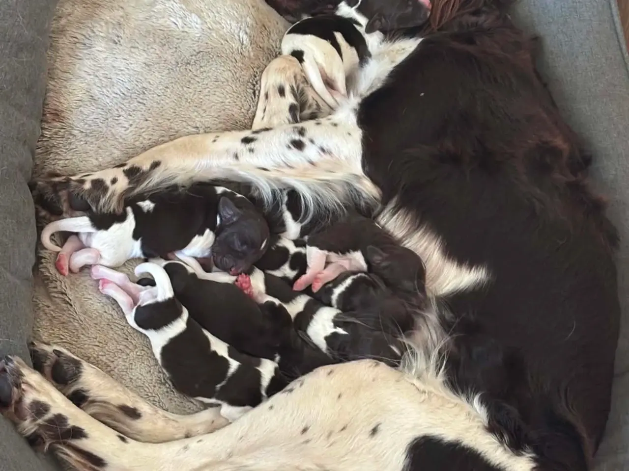 Billede 1 - Hunde Hvalpe.