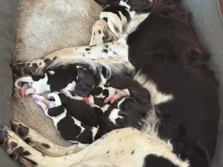 Hunde Hvalpe.