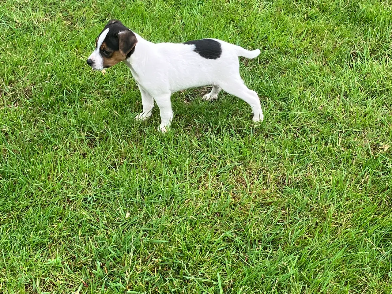 Billede 4 - Dansksvensk gårdhundehvalpe