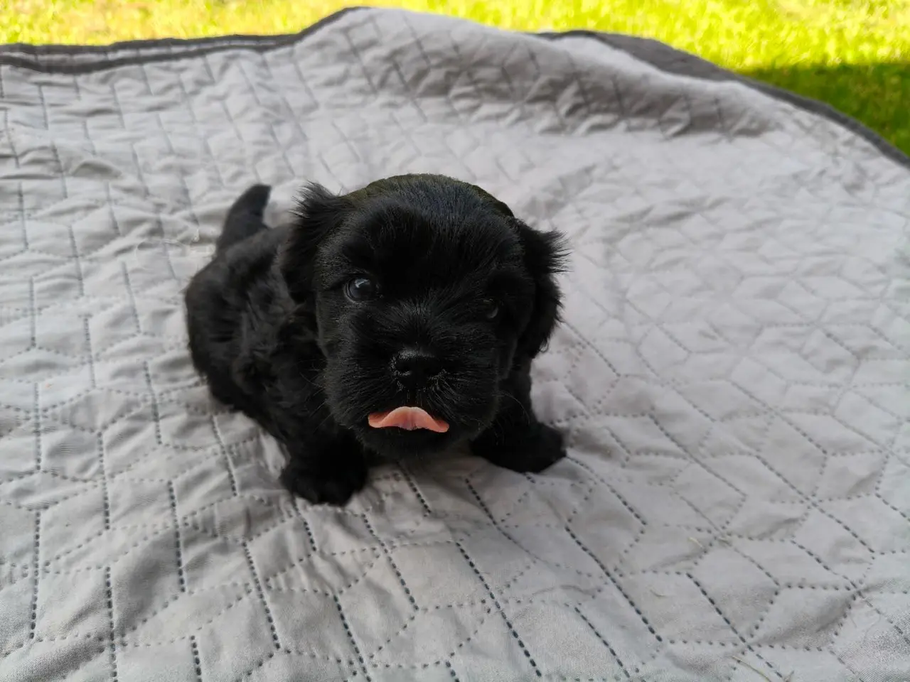 Billede 3 - Bichon Havanais / Shih tzu