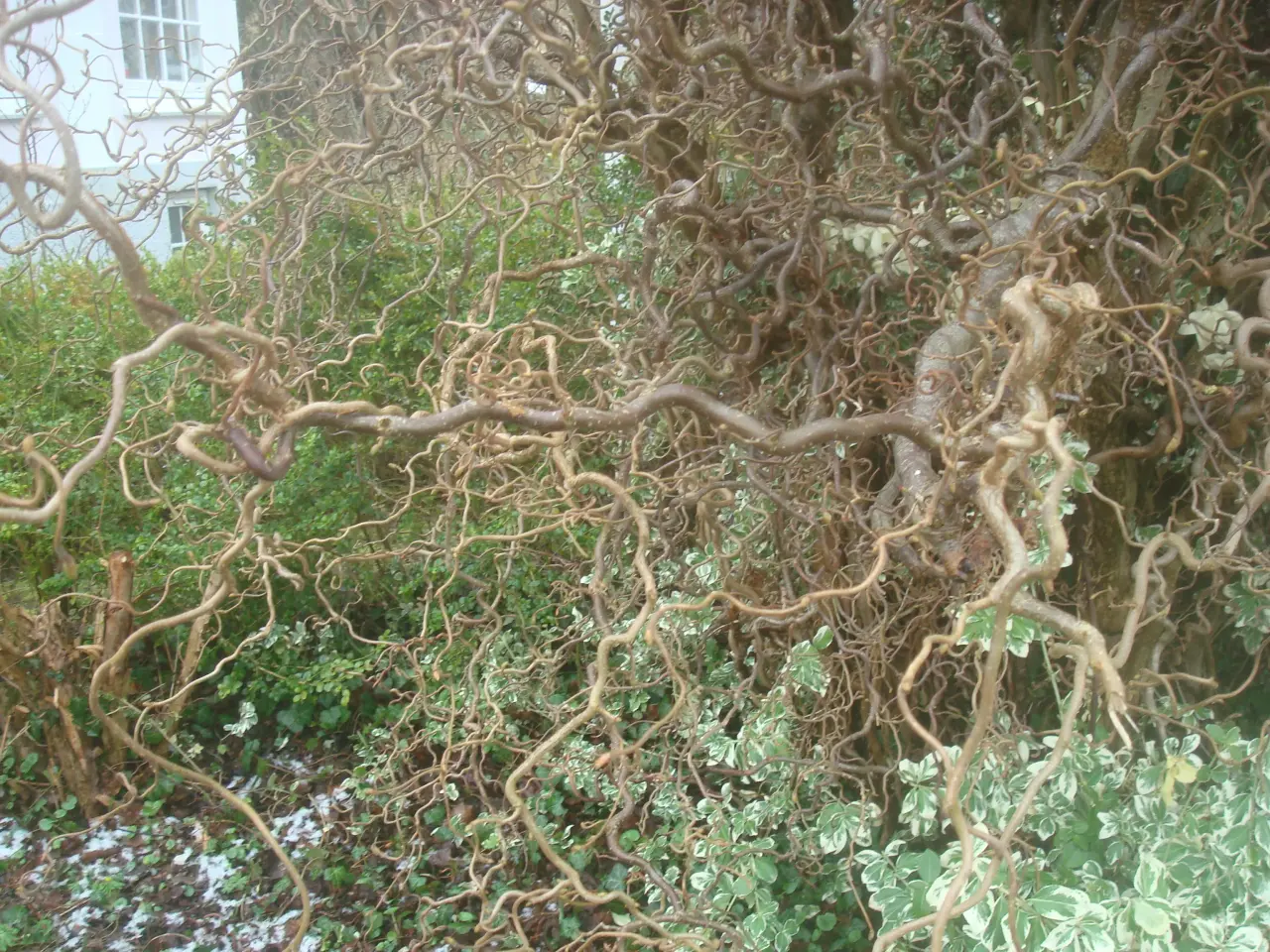 Billede 4 - JUL/ HELE ÅR: Troldhasselgrene 60 cm til 2.2 meter