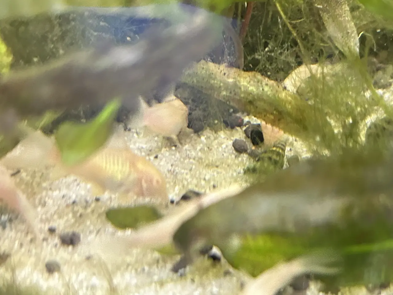 Billede 3 - 🐟 Albino pansermaller – 3-4 cm Premium | Viby J