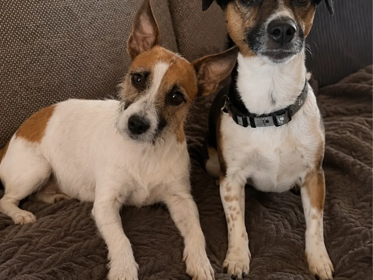 Billede 6 - Jack russel terrier