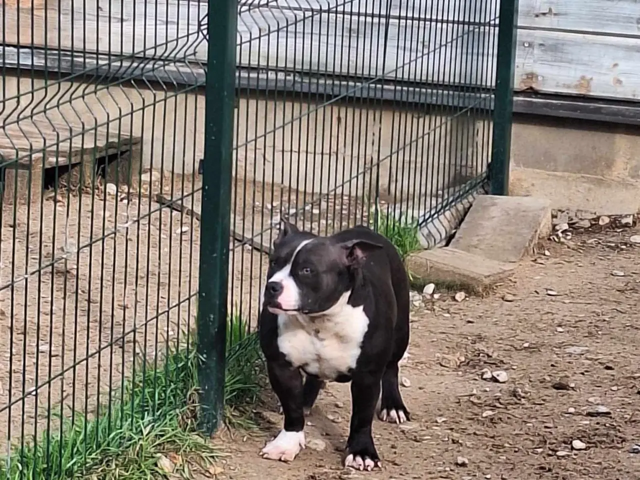 Billede 9 - bully hvalpe
