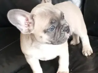Fransk bulldog hvalpe, 1 lys fawn pige tilbage